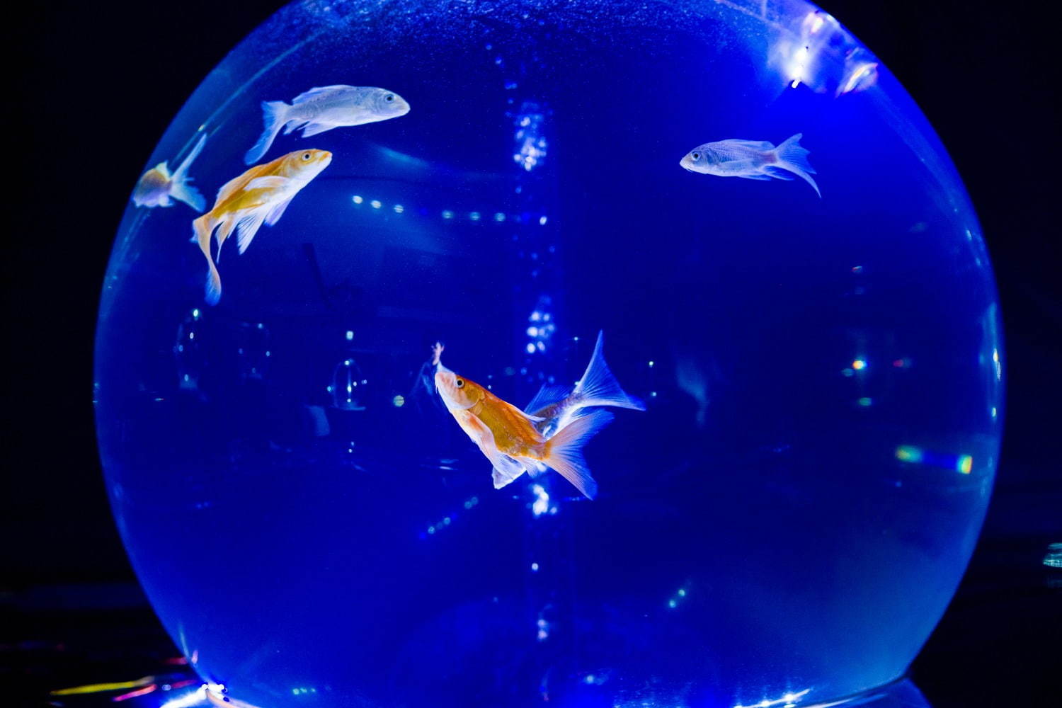 カフェ型水族館「ジュエリーアクアリウム」埼玉・越谷イオンレイクタウンKazeに、2千匹の美魚が舞う｜写真2