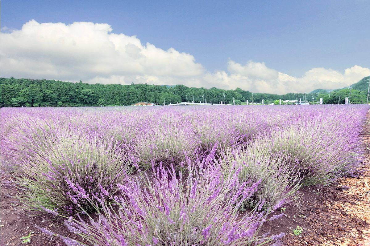 日本最大級のラベンダー園 千年の苑 ラベンダー園 埼玉 嵐山町にオープン 約5万株が一面に ファッションプレス