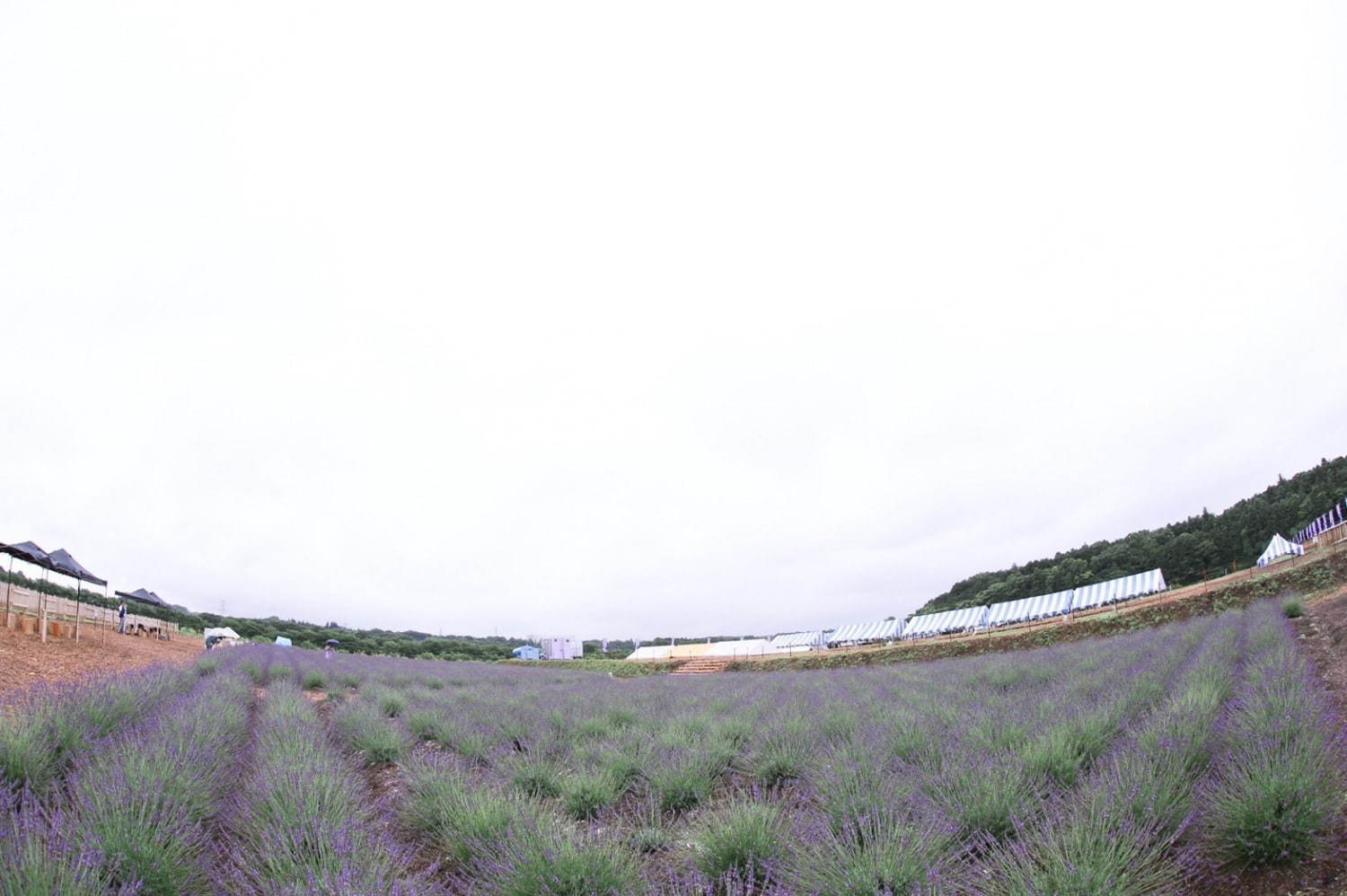日本最大級のラベンダー園「千年の苑 ラベンダー園」埼玉・嵐山町にオープン、約5万株が一面に｜写真6