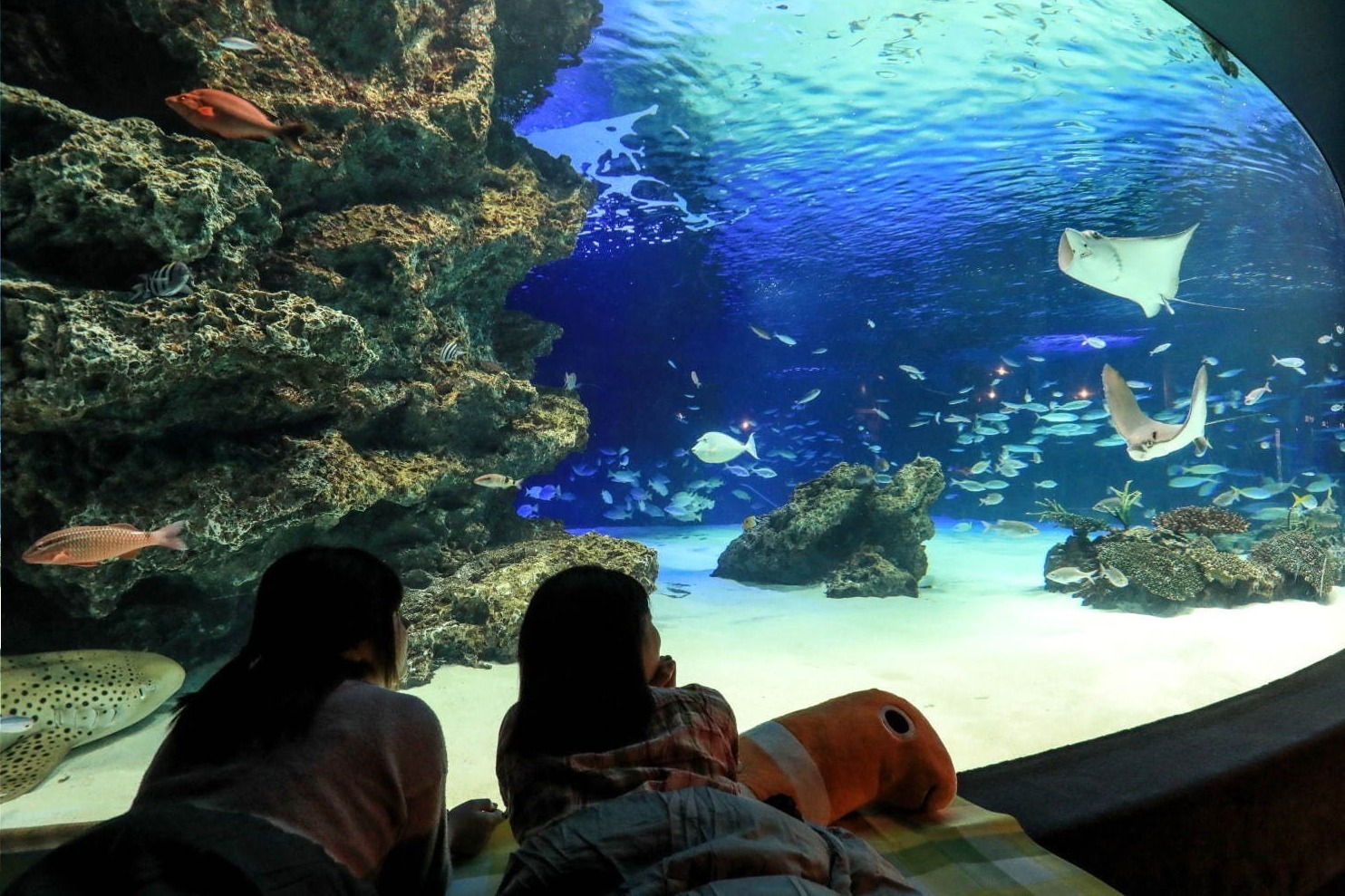 アクアリウム｜サンシャイン水族館の宿泊イベント「オトナ女子の夜ふかし水族館」水槽前でお泊まり＆間近で生き物観察