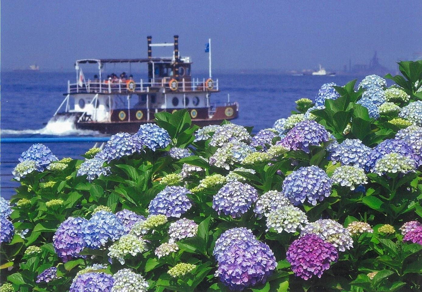 横浜・八景島シーパラダイスの「あじさい祭」色とりどり2万株が咲き誇る - 夜間ライトアップも｜写真1