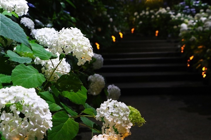 横浜・八景島シーパラダイスの「あじさい祭」色とりどり2万株が咲き誇る - 夜間ライトアップも｜写真2
