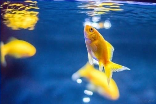 すみだ水族館「東京金魚ワンダーランド2019」日本最大級の金魚展示エリアに広がるレトロな昭和空間｜写真2