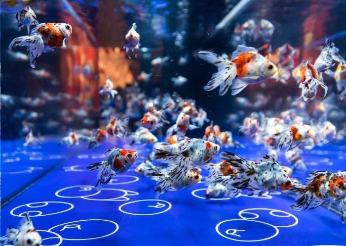 すみだ水族館「東京金魚ワンダーランド2019」日本最大級の金魚展示エリアに広がるレトロな昭和空間｜写真1