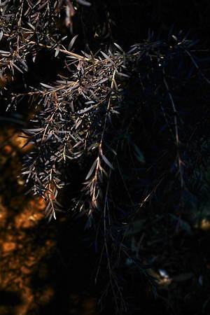 ミディウミソリッド(MIDIUMISOLID) 2019-20年秋冬ウィメンズコレクション  - 写真12