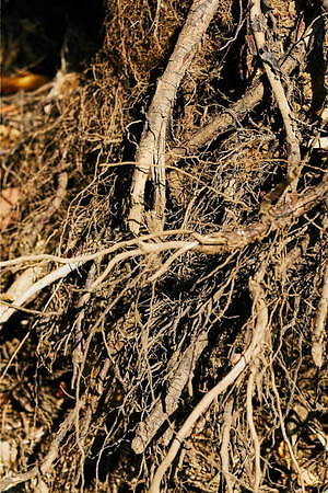 ミディウミソリッド(MIDIUMISOLID) 2019-20年秋冬ウィメンズコレクション  - 写真13