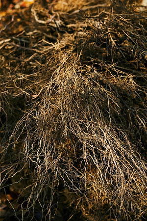 ミディウミソリッド(MIDIUMISOLID) 2019-20年秋冬ウィメンズコレクション  - 写真14