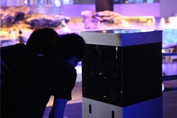 水族館｜すみだ水族館でホタル鑑賞イベント「ホタルの夜」夜の水族館で楽しむ幻想的な光