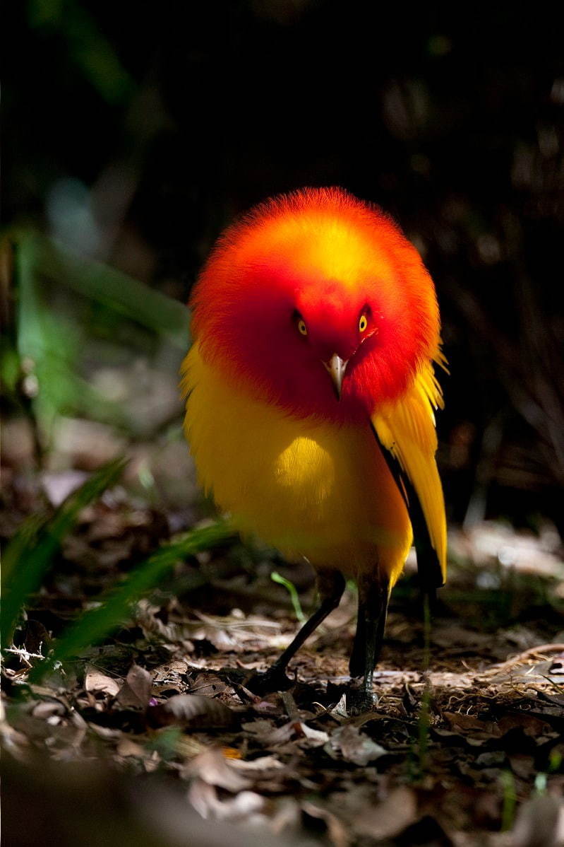 「嶋田 忠 野生の瞬間 華麗なる鳥の世界」東京都写真美術館で、野生の鳥の求愛ダンスを捉えた写真など | 写真