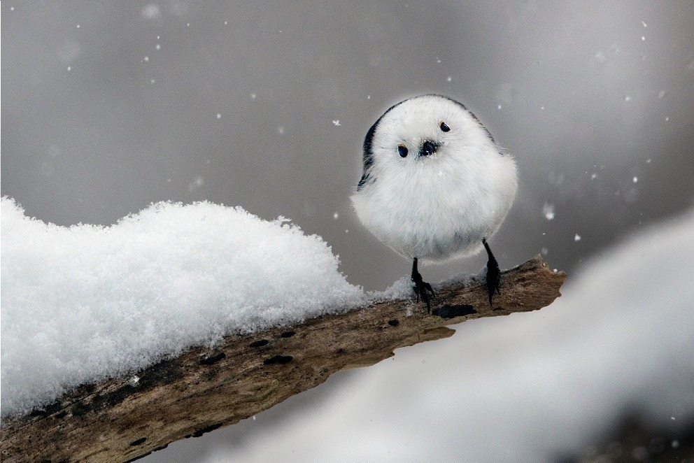 嶋田 忠 野生の瞬間 華麗なる鳥の世界 東京都写真美術館で 野生の鳥の求愛ダンスを捉えた写真など ファッションプレス