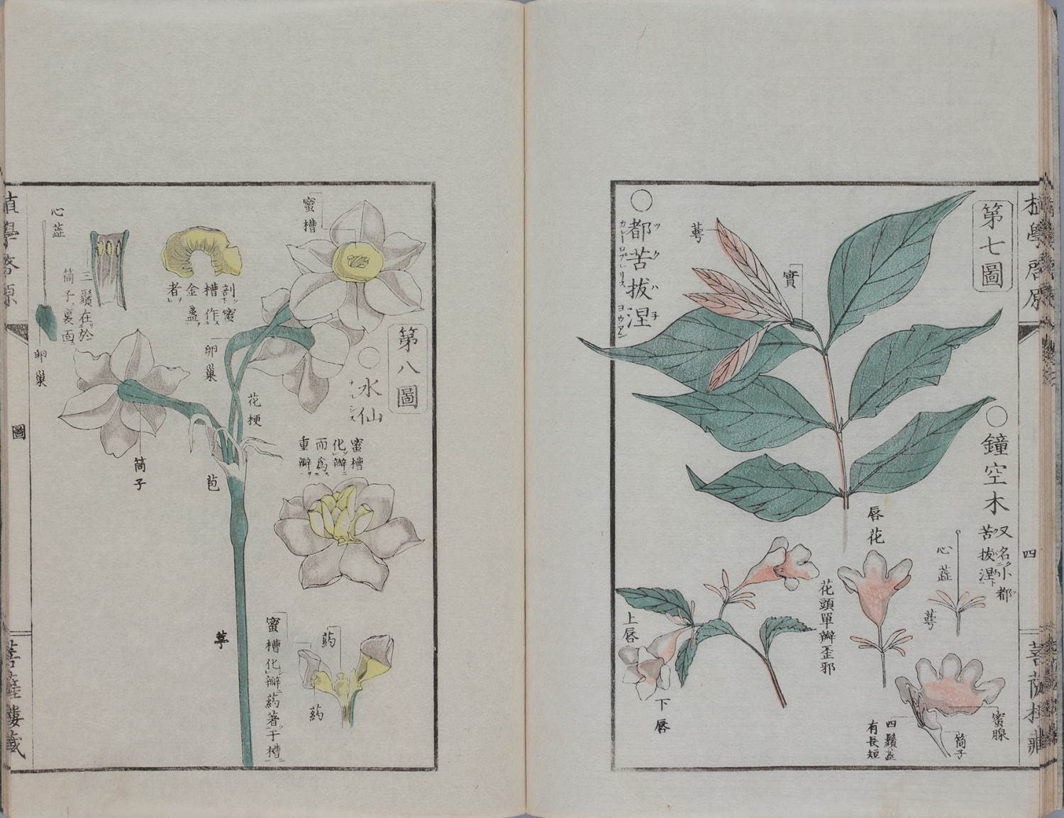 『植学啓原』 宇田川榕庵
江戸時代・天保8年(1837) 静嘉堂文庫蔵 【全期間展示】