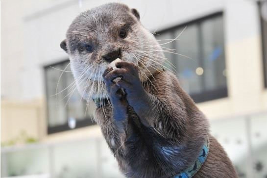 サンシャイン水族館の夏フェス、コツメカワウソに氷をプレゼント＆夜の大水槽前で乾杯も｜写真2