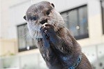 サンシャイン水族館の夏フェス、コツメカワウソに氷をプレゼント＆夜の大水槽前で乾杯も