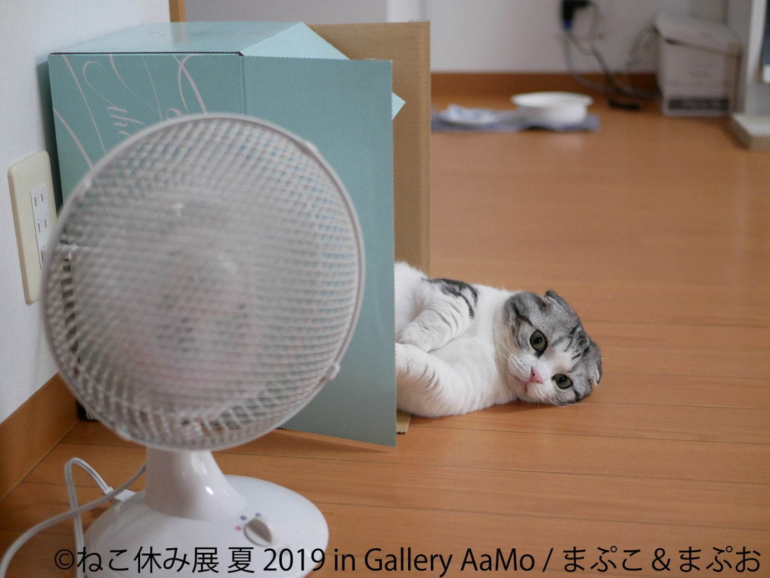 「ねこ休み展 夏 2019」東京ドームシティで、夏の新作展示＆お化け屋敷テーマの限定CG映像も｜写真8