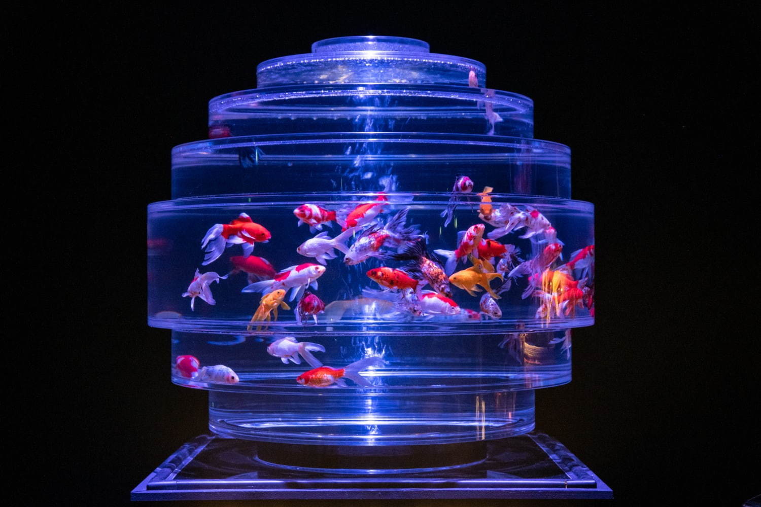 「アートアクアリウム2019」東京・熊本で開催、過去最大規模1万匹超の金魚が舞い泳ぐ水族アート｜写真15