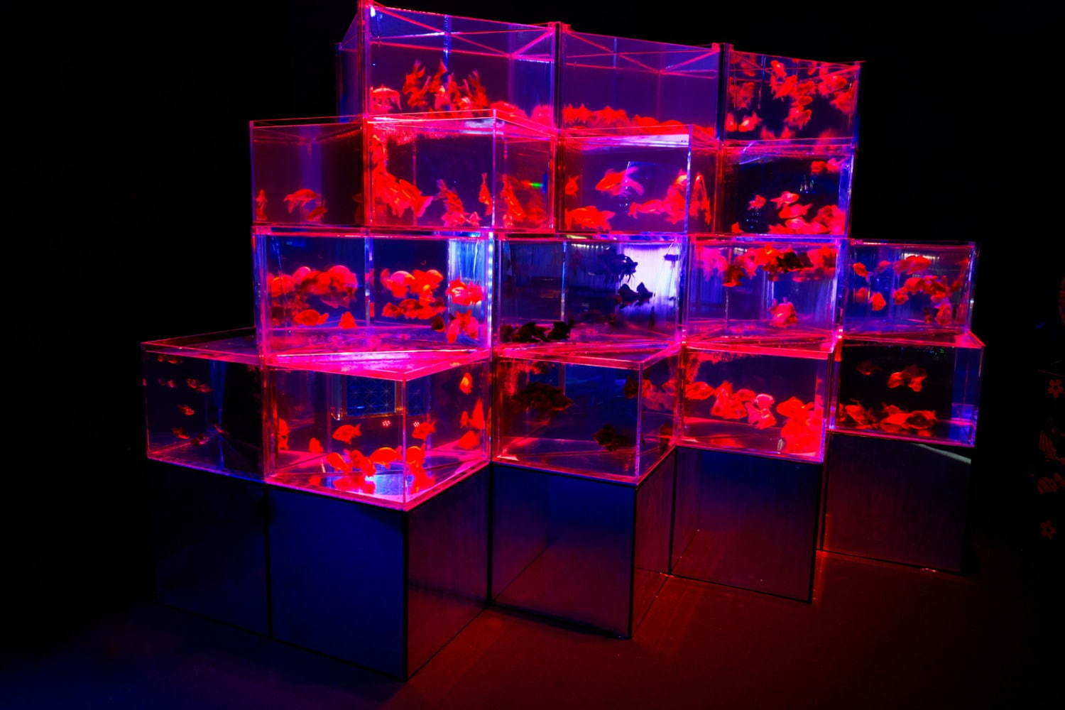 「アートアクアリウム2019」東京・熊本で開催、過去最大規模1万匹超の金魚が舞い泳ぐ水族アート｜写真11