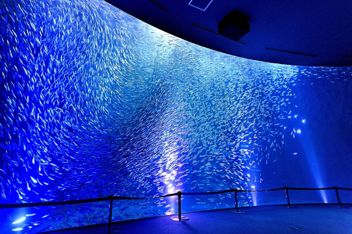 水族館｜映画『海獣の子供』×名古屋港水族館、久石譲の音楽で約3万5千匹のマイワシが泳ぐ幻想的な演出
