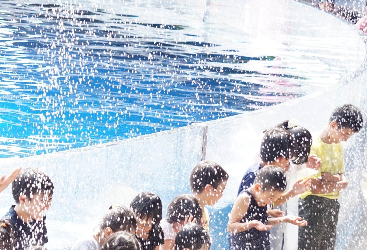 京都水族館の夏限定アトラクション「バッシャーン!!」水のカーテンやイルカパフォーマンスでずぶ濡れに｜写真2