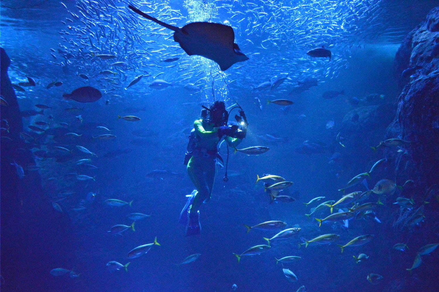 新江ノ島水族館「えのすいワンダーアクアリウム 2019」光をテーマに館内を装飾、夏限定イルカショーも｜写真8