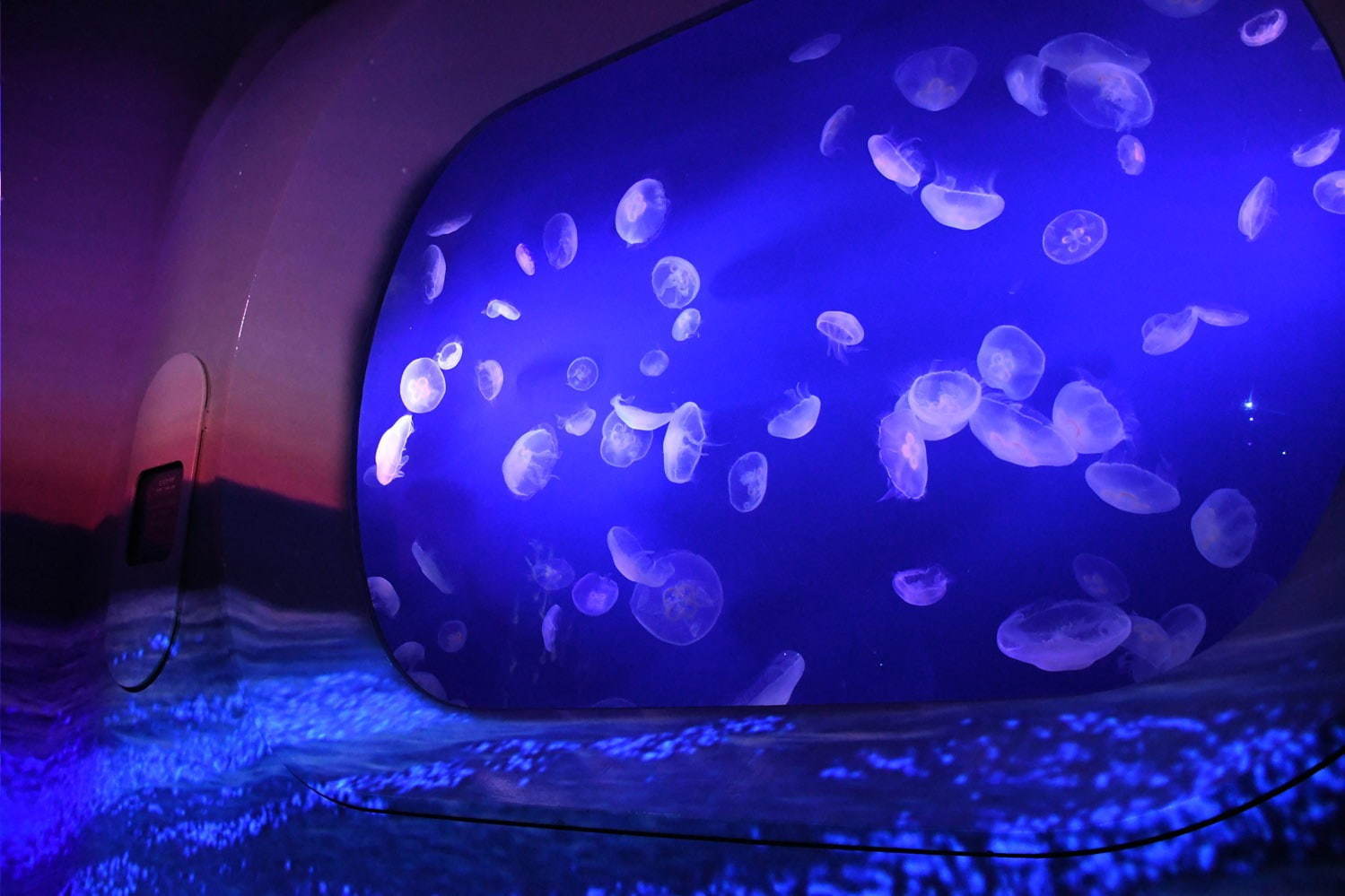 新江ノ島水族館「えのすいワンダーアクアリウム 2019」光をテーマに館内を装飾、夏限定イルカショーも｜写真7