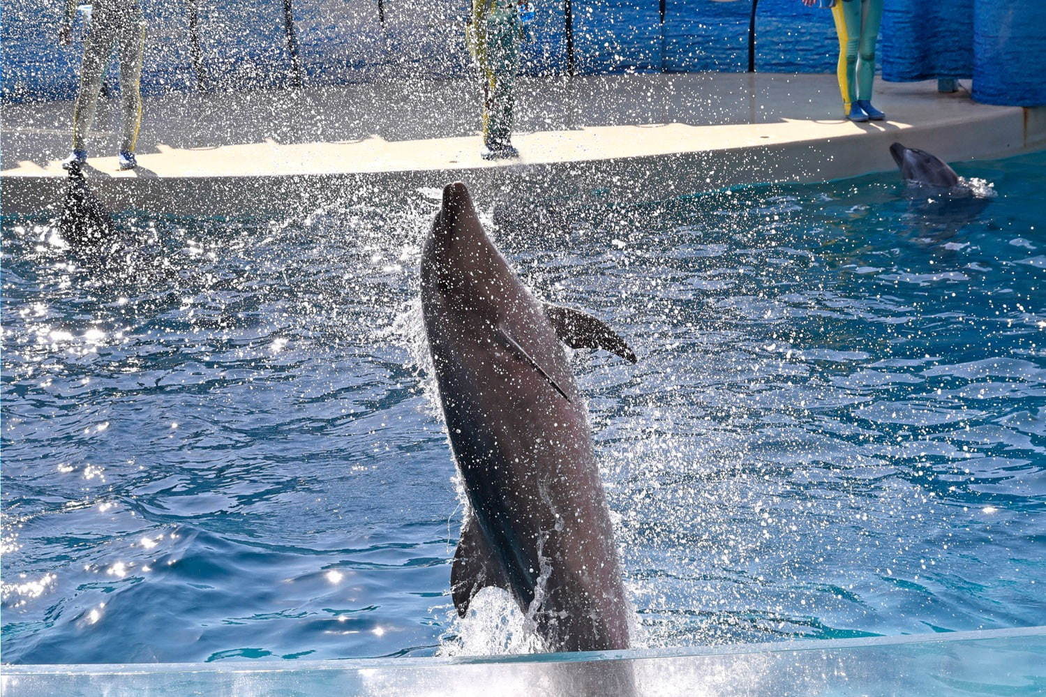 夏季限定イルカショー「Cool！Dolphin！”〜kizuna de shower〜」イメージ