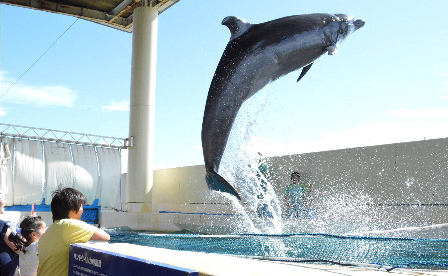 新江ノ島水族館「えのすいワンダーアクアリウム 2019」光をテーマに館内を装飾、夏限定イルカショーも｜写真6