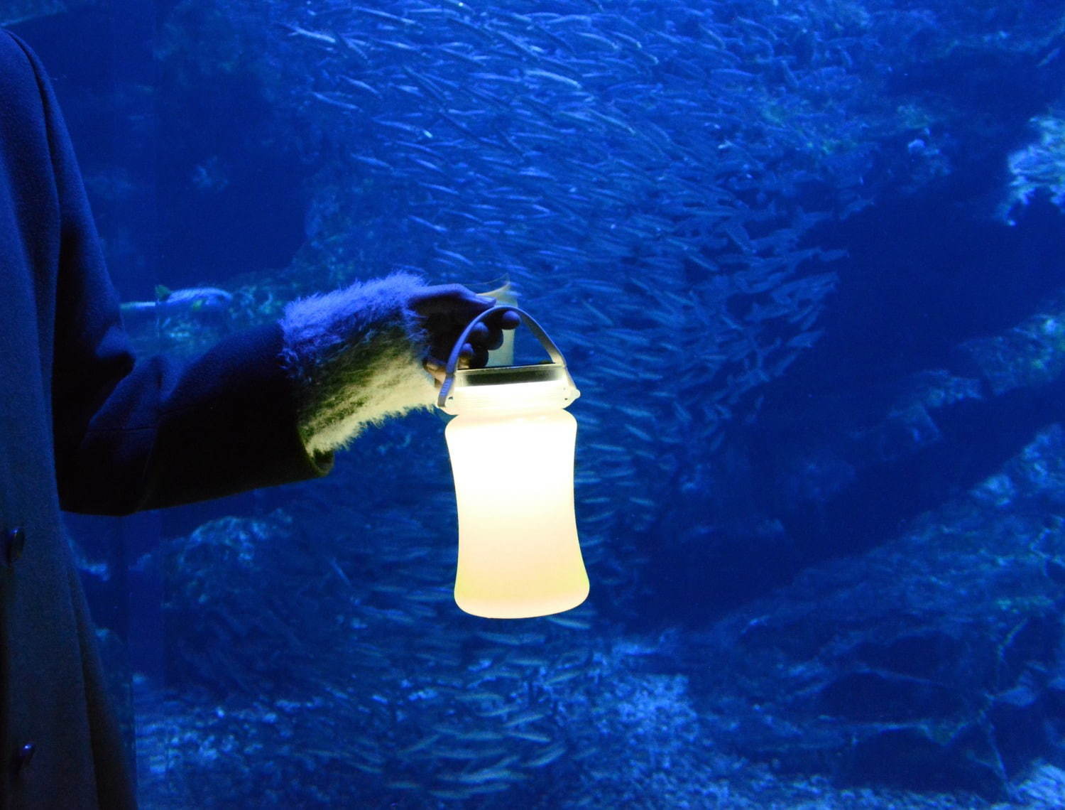 京都水族館「夜のすいぞくかん」ペンギンの寝顔を観察＆幻想的な光溢れる劇場型イルカパフォーマンス｜写真2