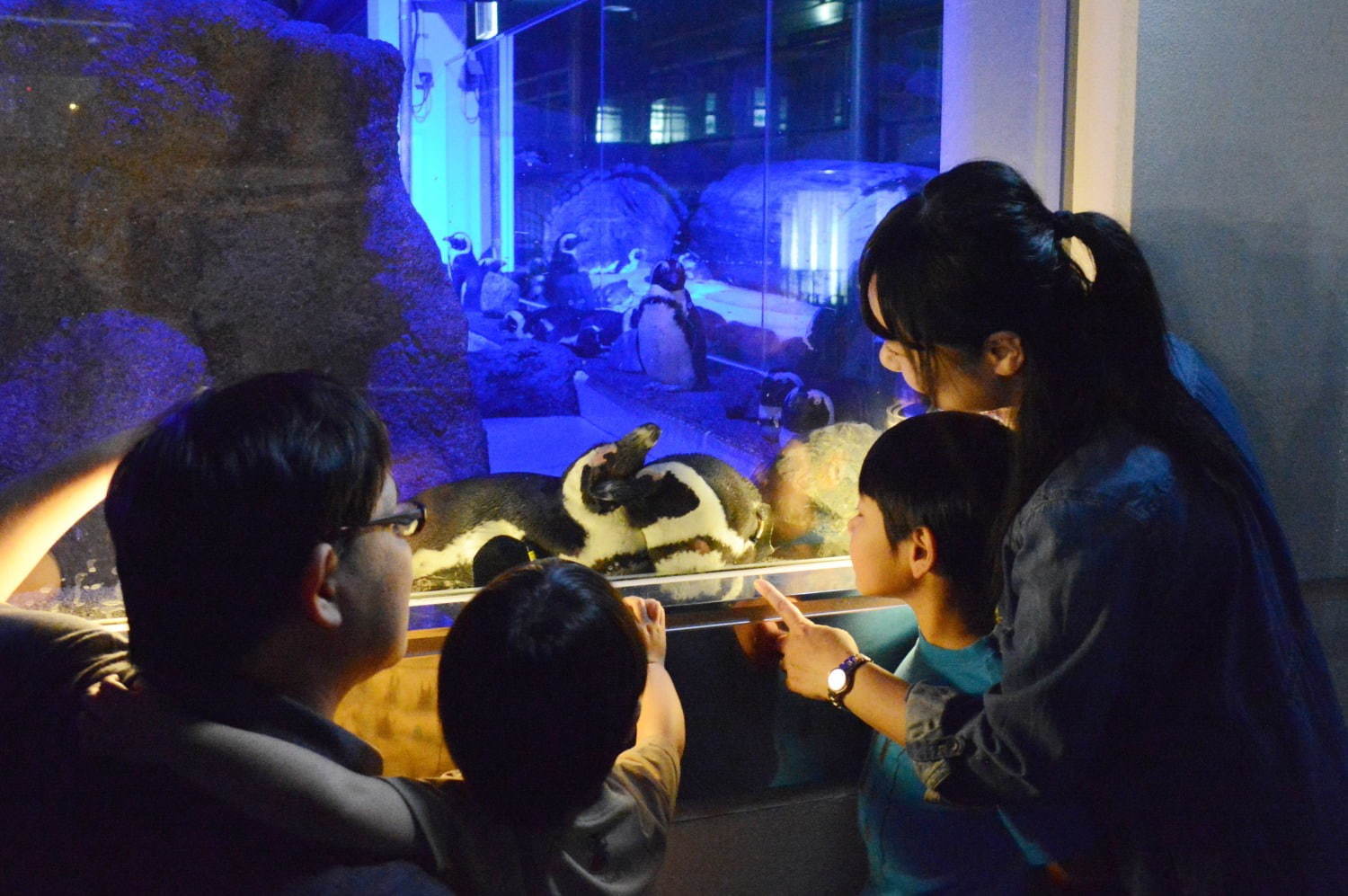 京都水族館「夜のすいぞくかん」ペンギンの寝顔を観察＆幻想的な光溢れる劇場型イルカパフォーマンス｜写真4