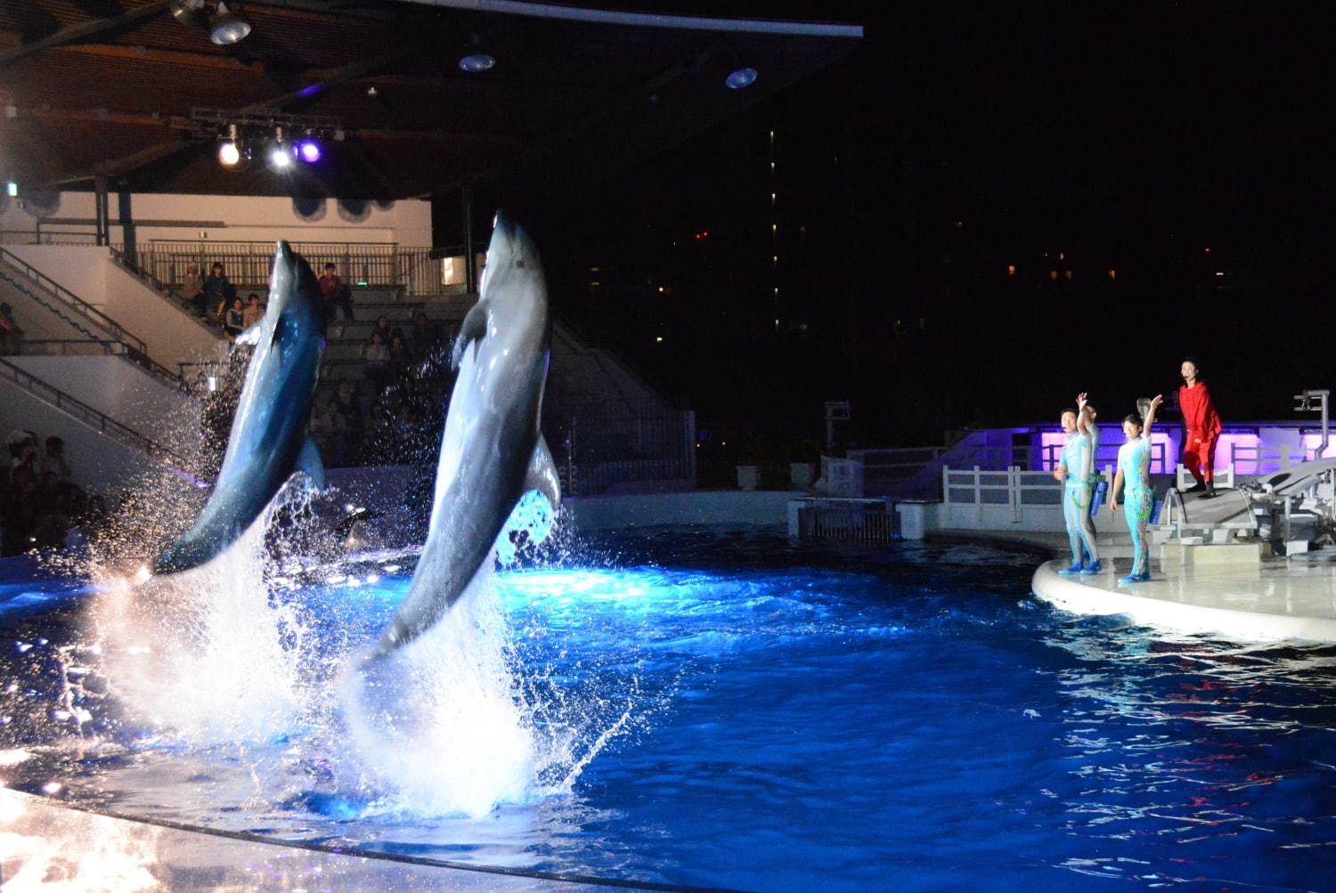 京都水族館「夜のすいぞくかん」ペンギンの寝顔を観察＆幻想的な光溢れる劇場型イルカパフォーマンス｜写真7