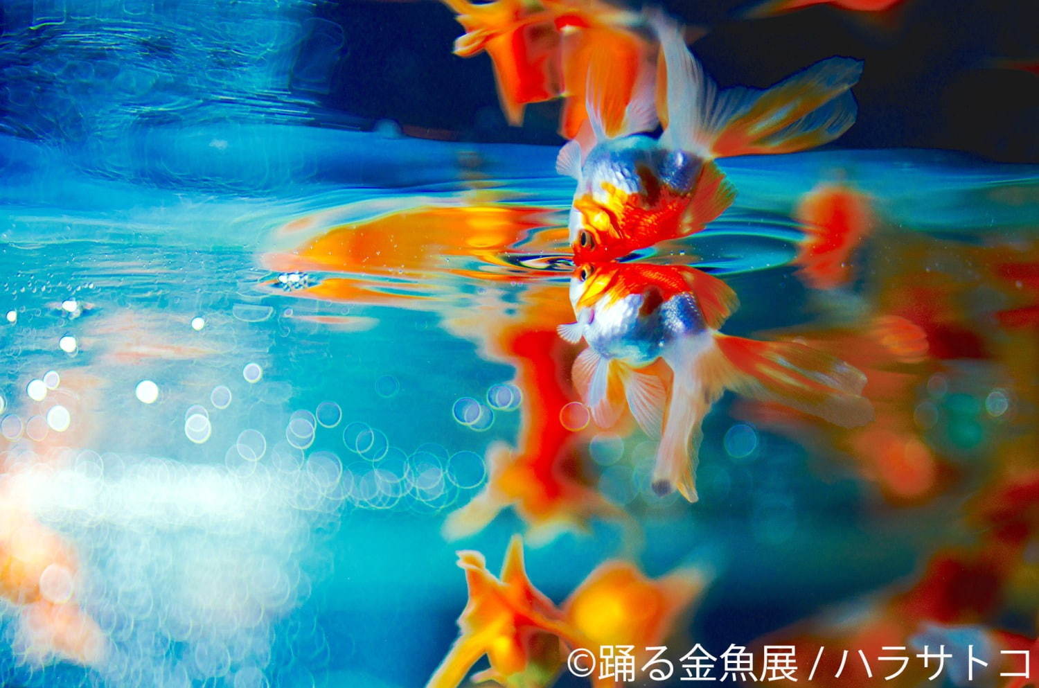 金魚の写真＆イラスト展「踊る金魚展」東京・名古屋で、ガラスアクセサリーなどグッズ販売も｜写真5