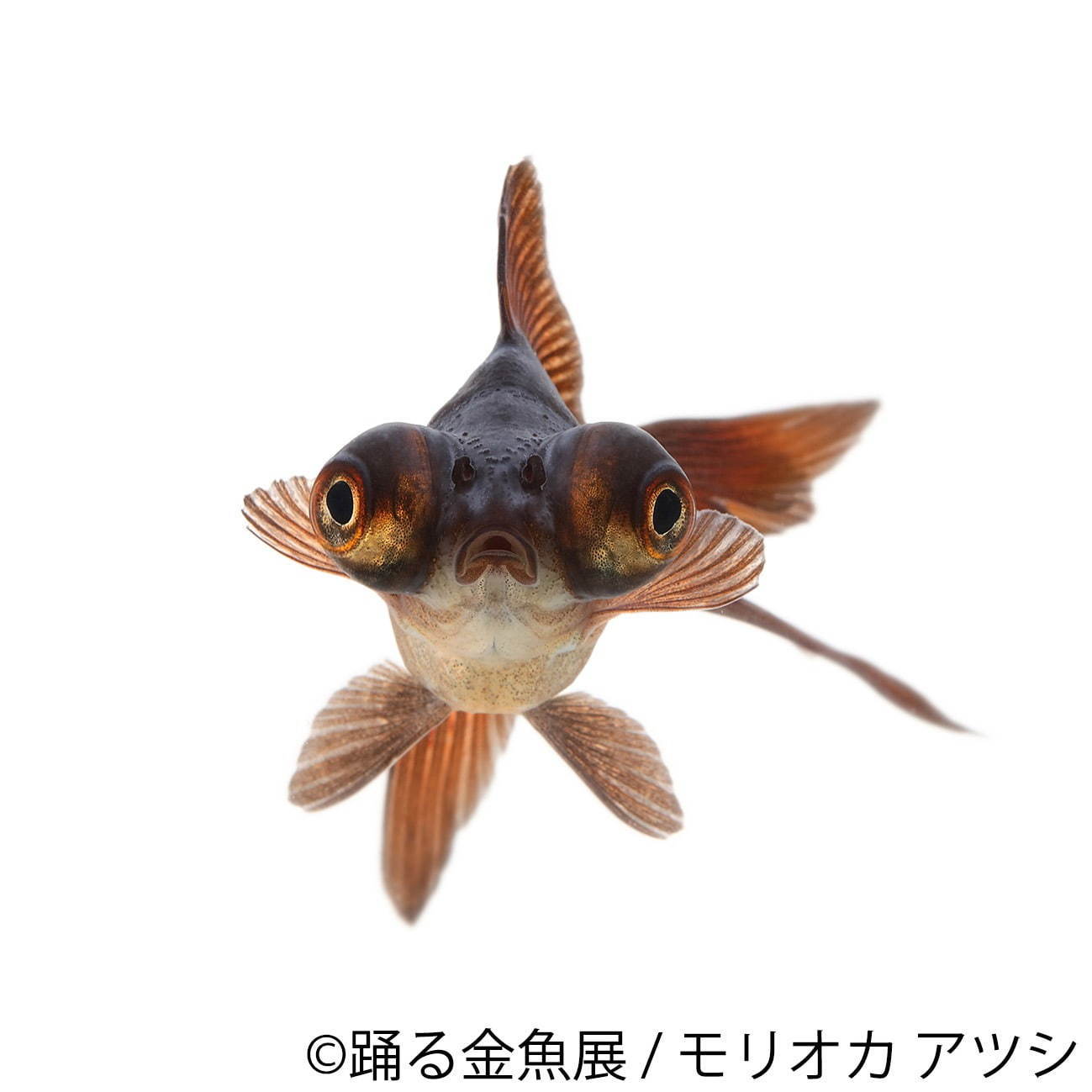金魚の写真＆イラスト展「踊る金魚展」東京・名古屋で、ガラスアクセサリーなどグッズ販売も｜写真8