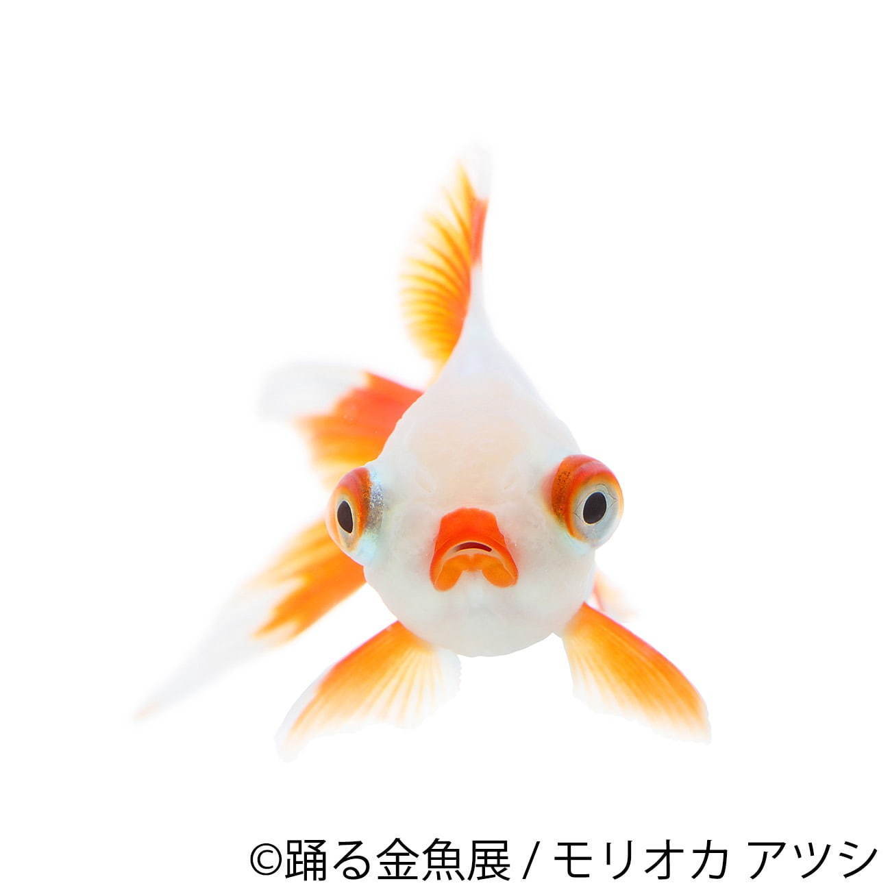 金魚の写真＆イラスト展「踊る金魚展」東京・名古屋で、ガラスアクセサリーなどグッズ販売も｜写真7