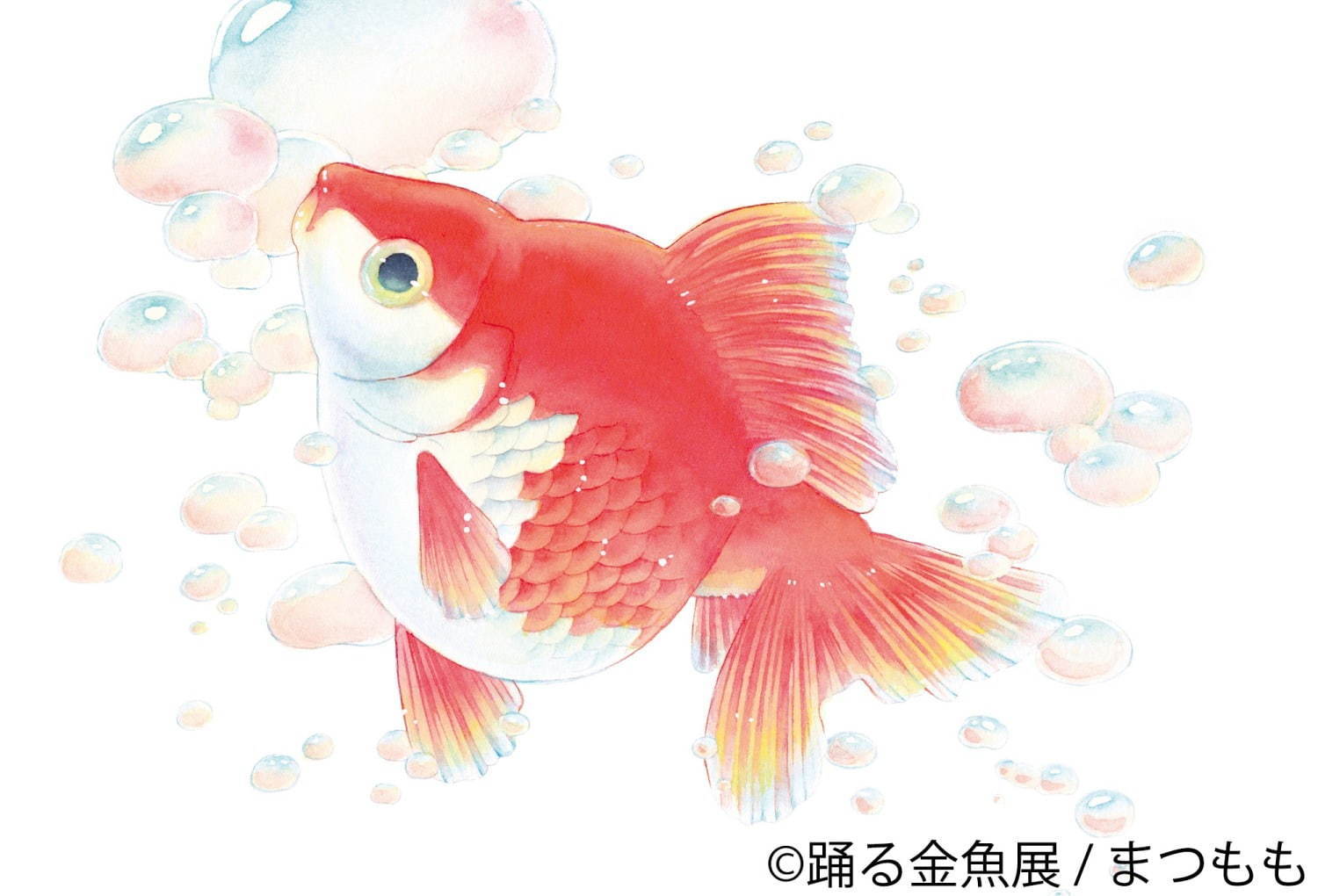 金魚の写真 イラスト展 踊る金魚展 東京 名古屋で ガラスアクセサリーなどグッズ販売も ファッションプレス