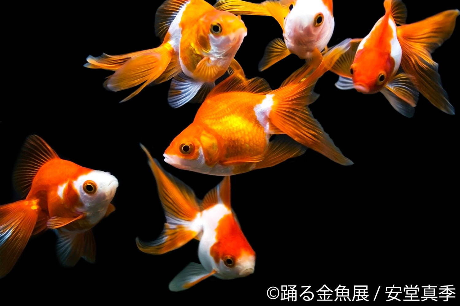 金魚の写真＆イラスト展「踊る金魚展」東京・名古屋で、ガラスアクセサリーなどグッズ販売も｜写真1