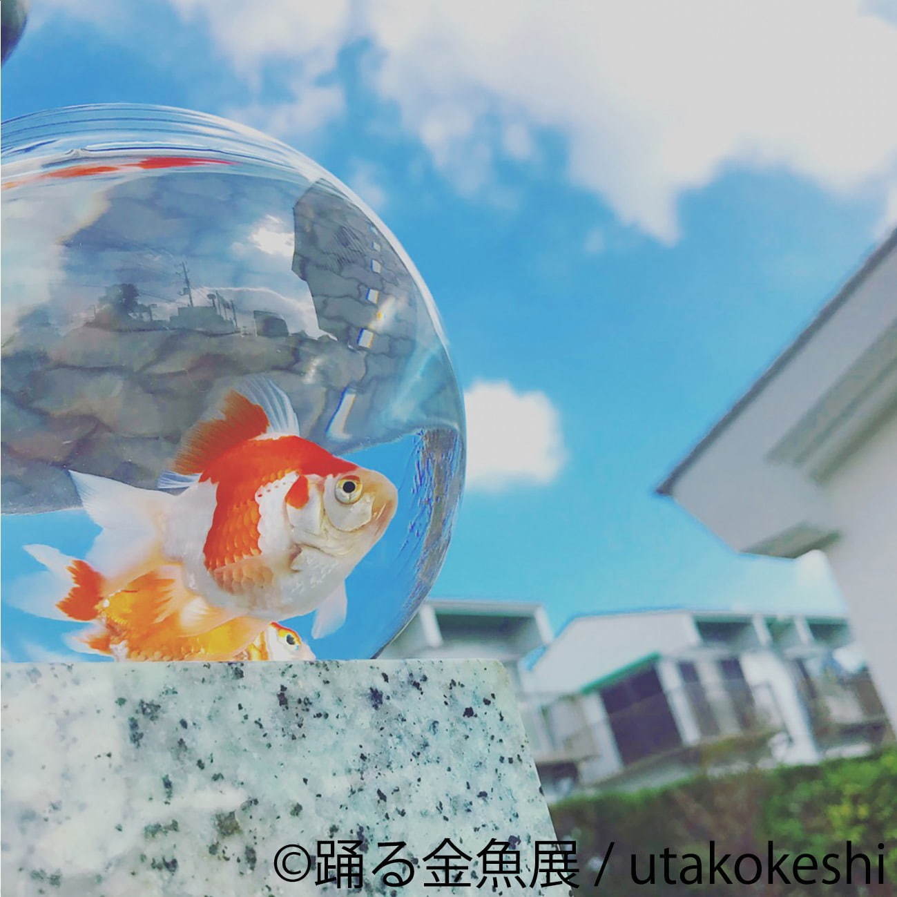 金魚の写真＆イラスト展「踊る金魚展」東京・名古屋で、ガラスアクセサリーなどグッズ販売も｜写真2