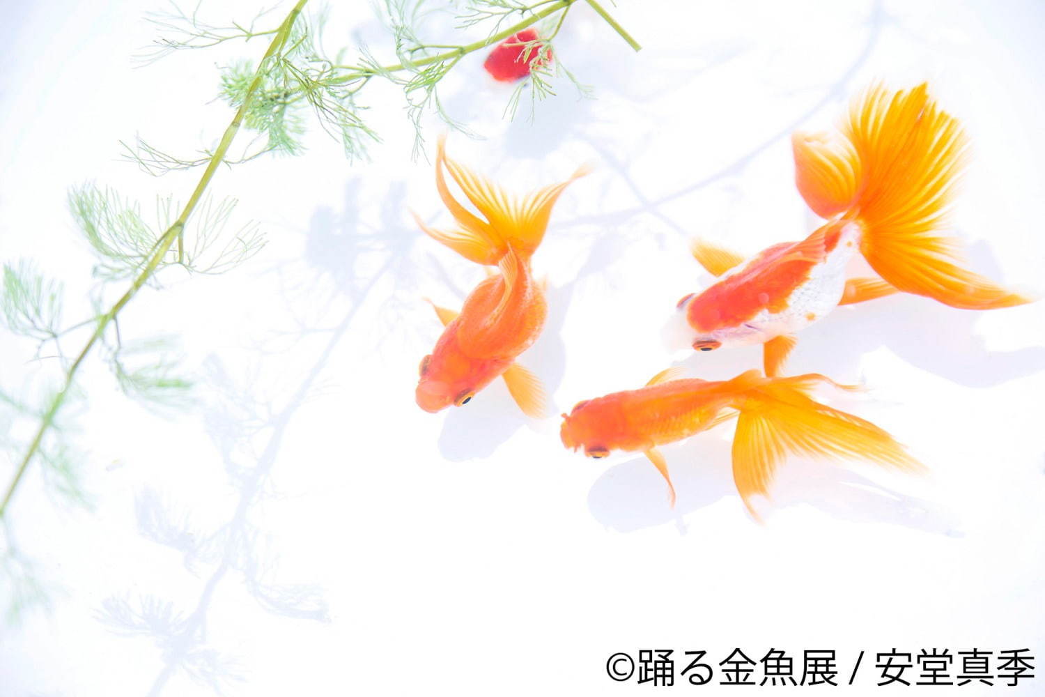写真9 29 金魚の写真 イラスト展 踊る金魚展 東京 名古屋で ガラスアクセサリーなどグッズ販売も ファッションプレス