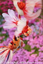 金魚の写真＆イラスト展「踊る金魚展」東京・名古屋で、ガラスアクセサリーなどグッズ販売も｜写真12