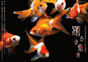 金魚の写真 イラスト展 踊る金魚展 東京 名古屋で ガラスアクセサリーなどグッズ販売も ファッションプレス 金魚の写真 イラスト展 踊る金魚展 東京 名古屋で ガラスアクセサリーなどグッズ販売も ファッションプレス