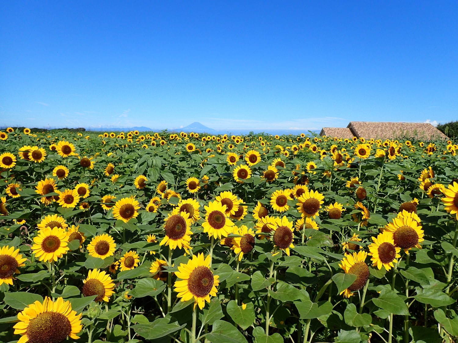 約10万本のヒマワリが開花！横須賀「ソレイユの丘」青い空と海、黄色のヒマワリが織りなす夏の絶景｜写真1
