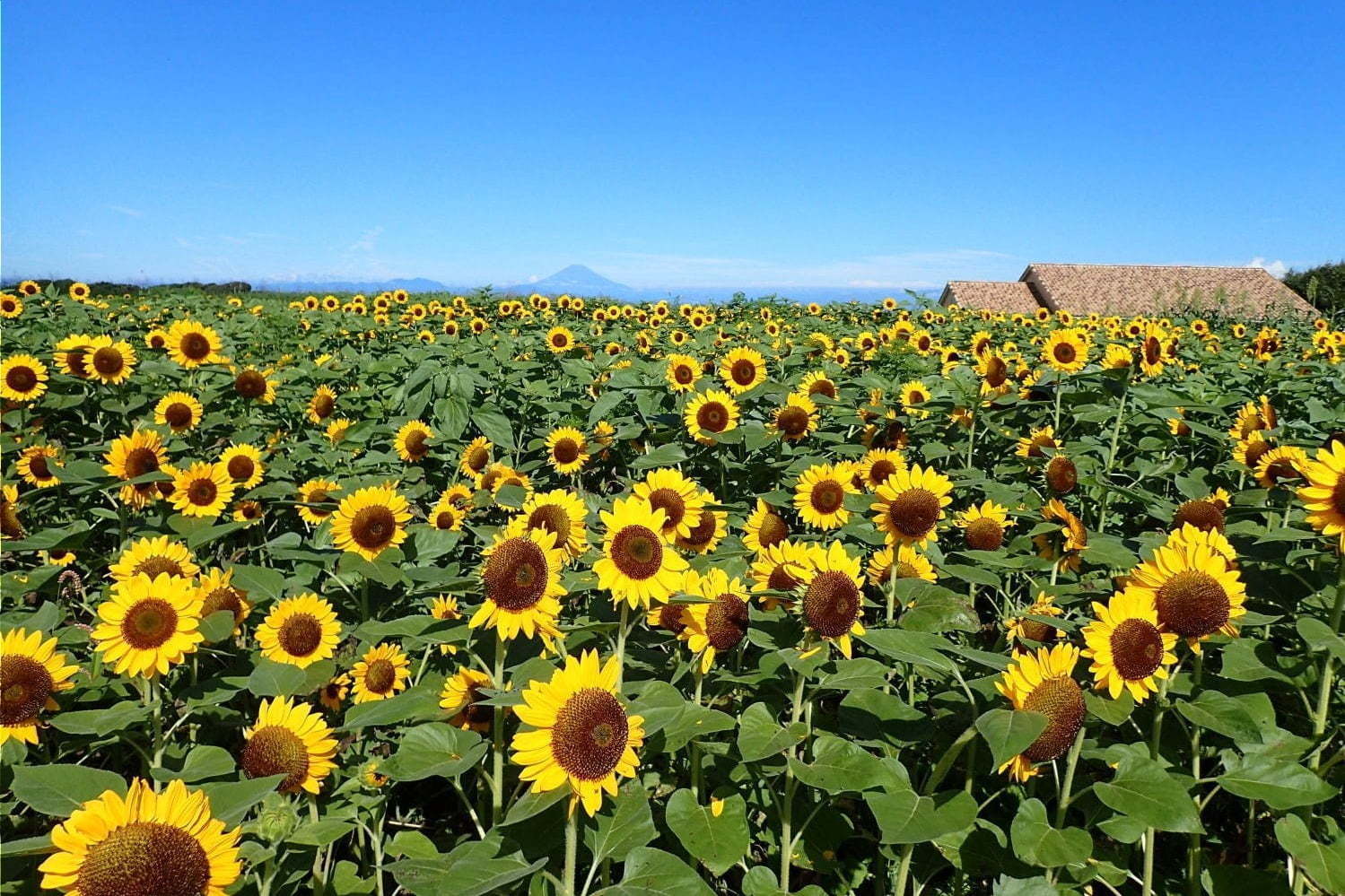 長井海の手公園 ソレイユの丘「ソレイユの丘」