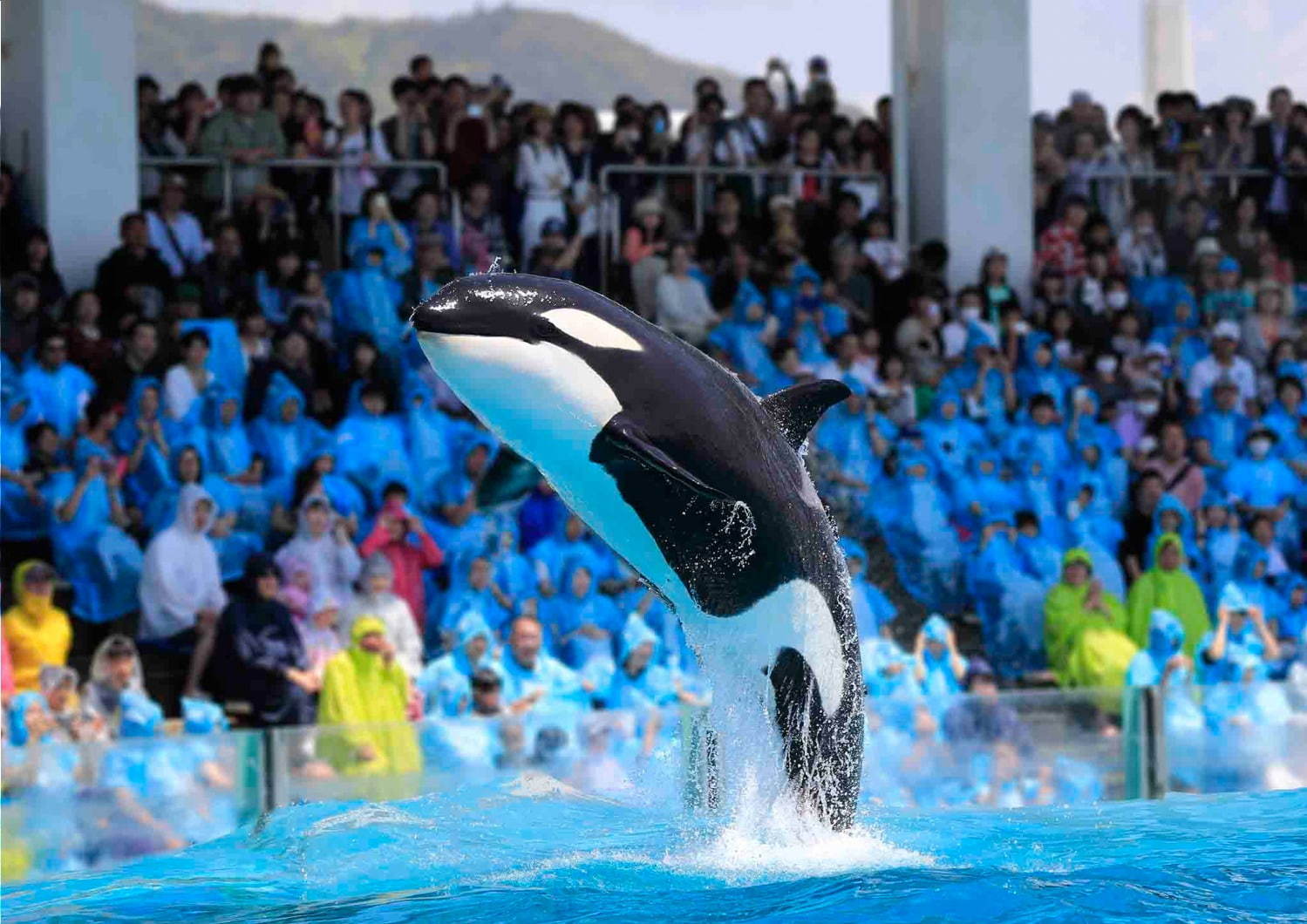 鴨川シ ワールドのサマーイベント シャチの ずぶ濡れ パフォーマンスや夜の水族館でお泊り ファッションプレス