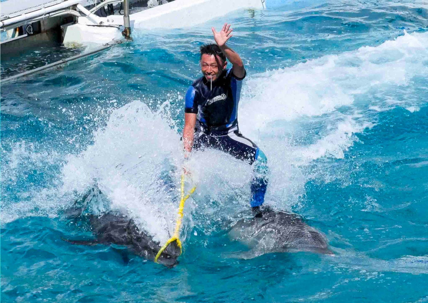 鴨川シ―ワールドのサマーイベント、シャチの“ずぶ濡れ”パフォーマンスや夜の水族館でお泊り｜写真3