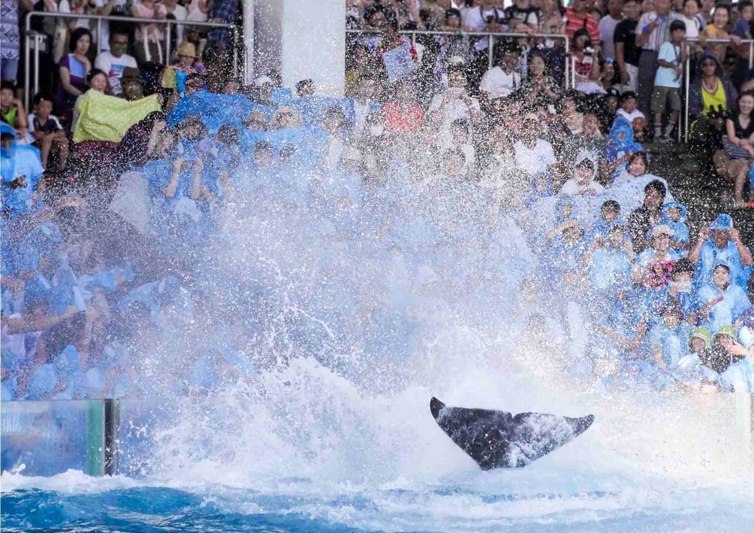 鴨川シ―ワールドのサマーイベント、シャチの“ずぶ濡れ”パフォーマンスや夜の水族館でお泊り｜写真2