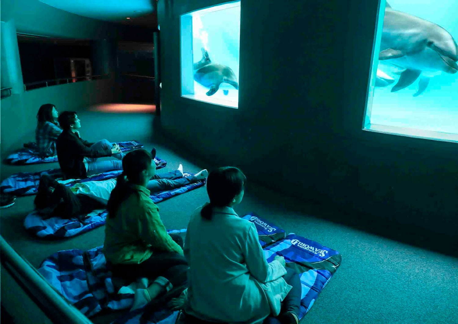 鴨川シ ワールドのサマーイベント シャチの ずぶ濡れ パフォーマンスや夜の水族館でお泊り ファッションプレス