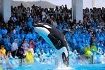 鴨川シ―ワールドのサマーイベント、シャチの“ずぶ濡れ”パフォーマンスや夜の水族館でお泊り