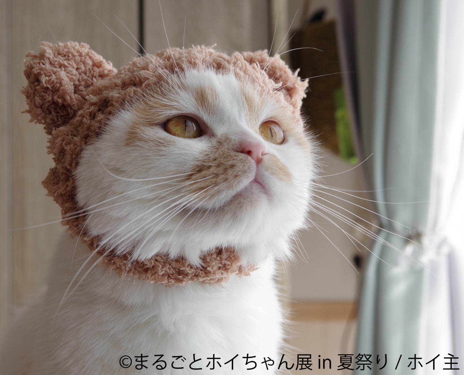 ねこ休み展スピンオフ「まるごとホイちゃん展」“夏祭り”がテーマの写真＆物販展、浅草で開催｜写真5