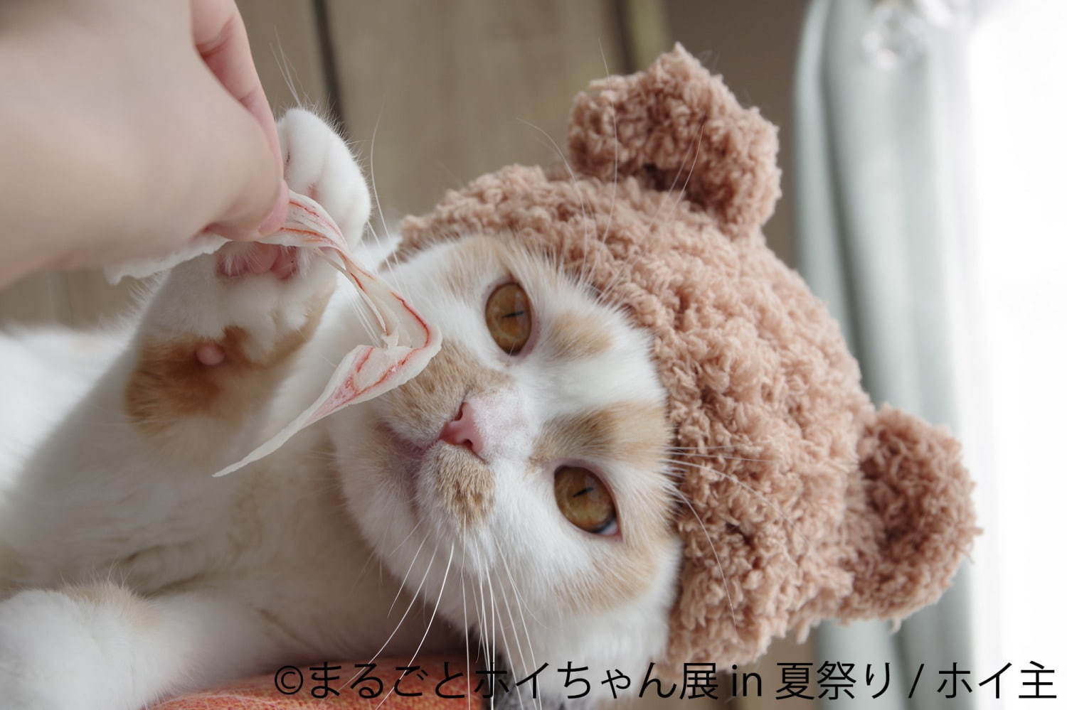 ねこ休み展スピンオフ「まるごとホイちゃん展」“夏祭り”がテーマの写真＆物販展、浅草で開催｜写真4