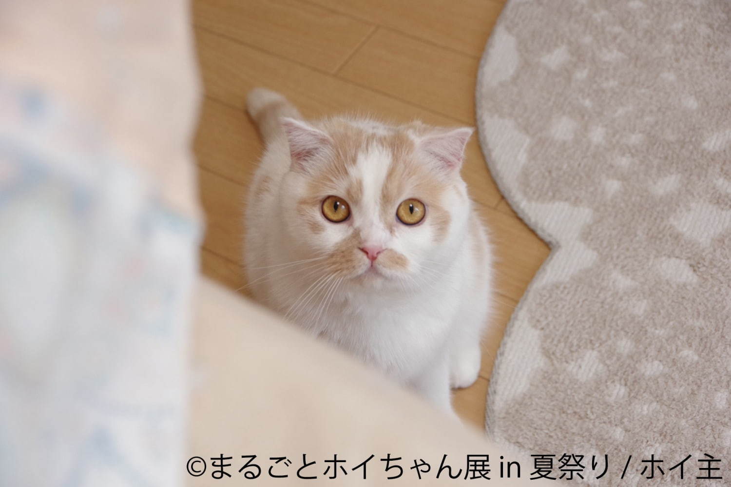 ねこ休み展スピンオフ「まるごとホイちゃん展」“夏祭り”がテーマの写真＆物販展、浅草で開催｜写真6