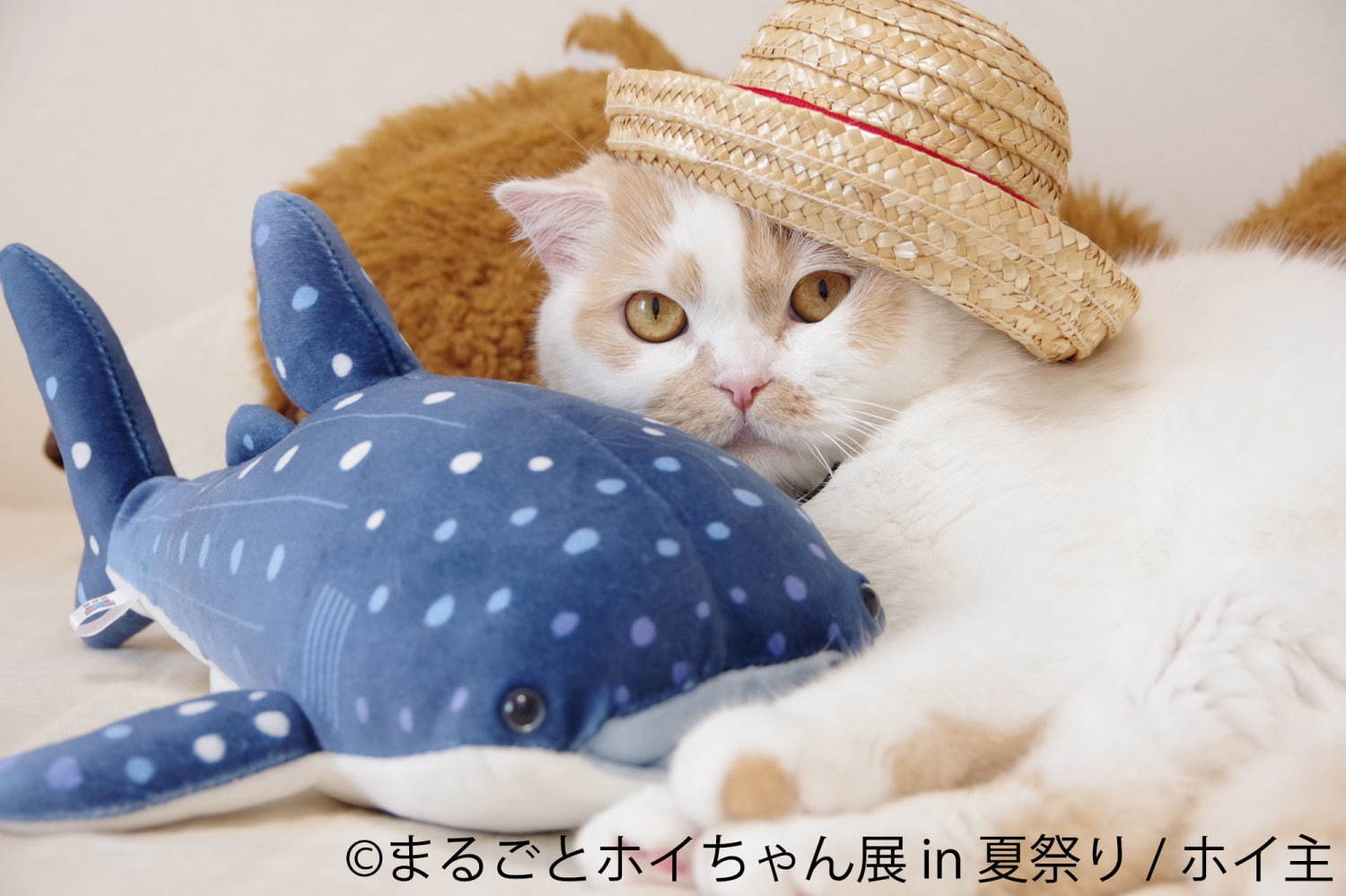 ねこ休み展スピンオフ「まるごとホイちゃん展」“夏祭り”がテーマの写真＆物販展、浅草で開催｜写真3