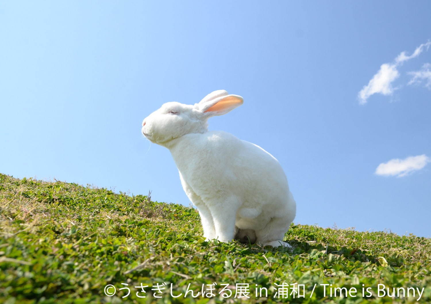 うさぎの合同写真＆物販展「うさぎしんぼる展」埼玉・浦和パルコで、ぬいぐるみなど限定グッズも｜写真4